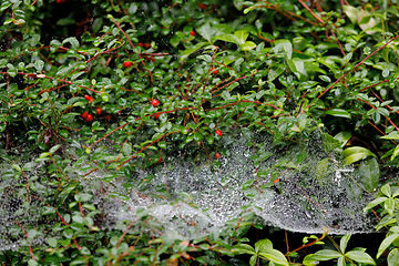 Image showing water drop on spider web