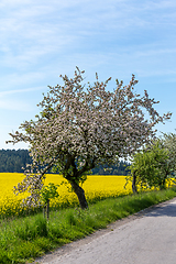 Image showing Road with tree in bloom