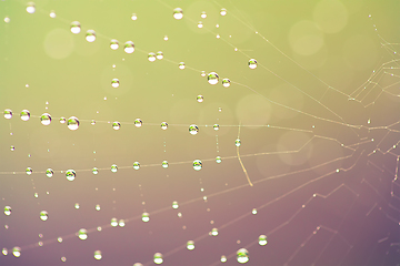 Image showing water drop on spider web