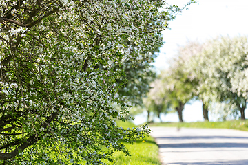 Image showing Road with tree in bloom