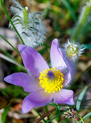 Image showing spring flower Pulsatilla pratensis (small pasque flower)