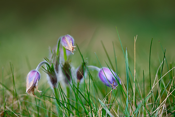 Image showing spring flower Pulsatilla pratensis (small pasque flower)