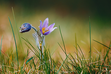 Image showing spring flower Pulsatilla pratensis (small pasque flower)