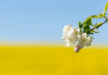 Image showing flowering white apple tree