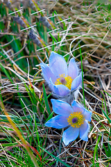 Image showing spring flower Pulsatilla pratensis (small pasque flower)