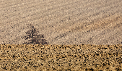 Image showing alone tree in front of spring field