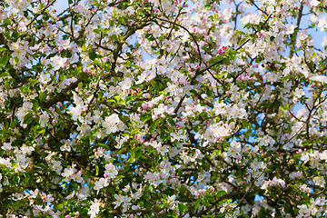 Image showing flowering white apple tree