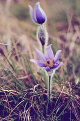 Image showing spring flower Pulsatilla pratensis (small pasque flower)