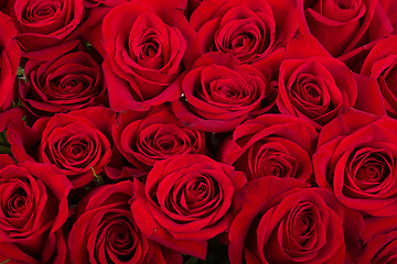 Image showing Red roses background