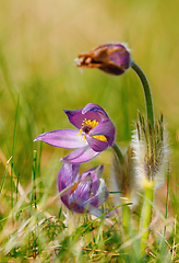 Image showing spring flower Pulsatilla pratensis (small pasque flower)