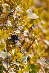 Image showing bumble-bee on yellow plant in spring