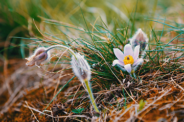 Image showing spring flower Pulsatilla pratensis (small pasque flower)