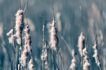 Image showing reeds at the pond, abstract background