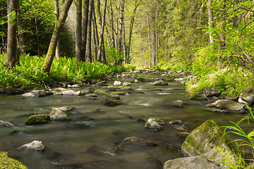 Image showing small mountain wild river in spring