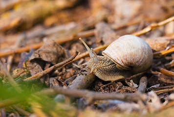 Image showing Garden snail (Helix aspersa)