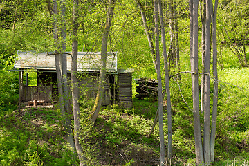 Image showing hut in the deep green forest