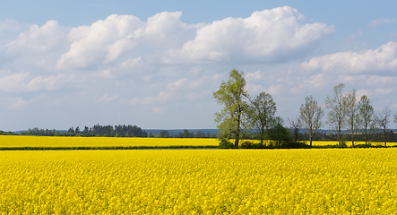 Image showing Beautiful spring rural landscape