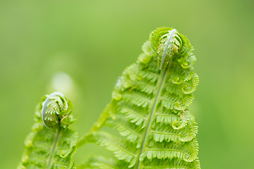 Image showing Young green twisted fern leaves