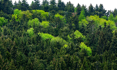 Image showing Healthy green trees in a forest of old spruc