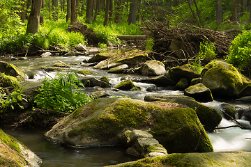 Image showing small mountain wild river in spring