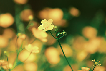 Image showing marsh-marigold first flowers in spring