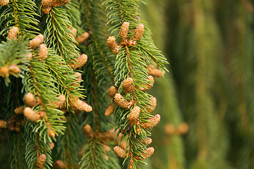 Image showing with small cone in spring