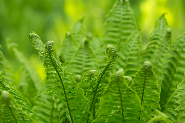 Image showing Young green twisted fern leaves