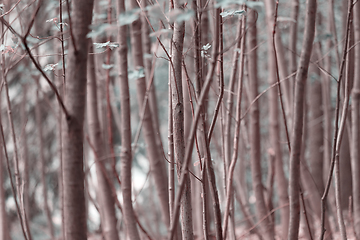 Image showing tall thin trees growing in the forest