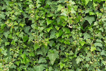 Image showing green leaf texture for background use