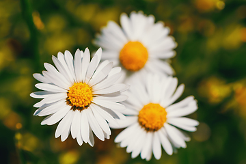 Image showing small spring daisy flower