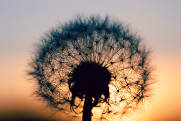 Image showing close up of Dandelion abstract color in sunset