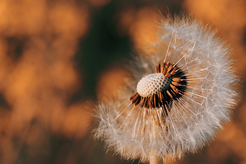 Image showing Dandelion flower in spring