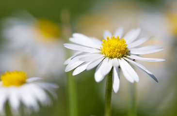 Image showing small spring daisy flower