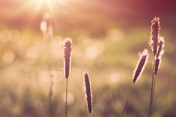 Image showing spring background with grass on meadow