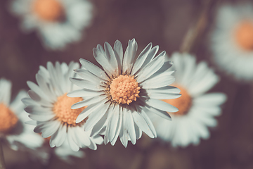 Image showing small spring daisy flower