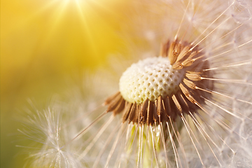 Image showing Dandelion flower in spring