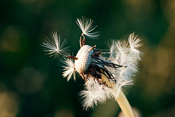 Image showing Dandelion flower in spring