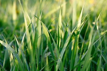 Image showing spring background with grass on meadow