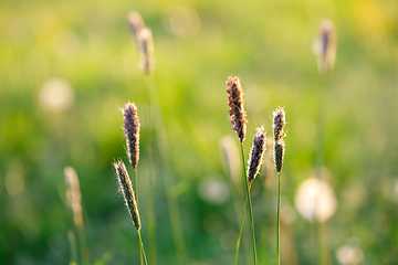 Image showing spring background with grass on meadow