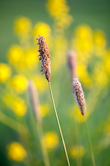 Image showing spring background with grass on meadow