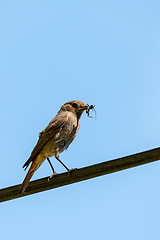 Image showing bird Black redstart with insect in beak