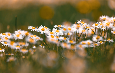 Image showing small spring daisy flower