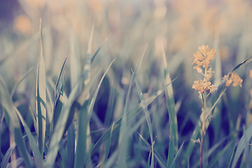 Image showing spring background with grass on meadow