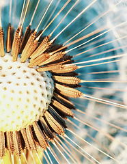 Image showing Dandelion flower in spring