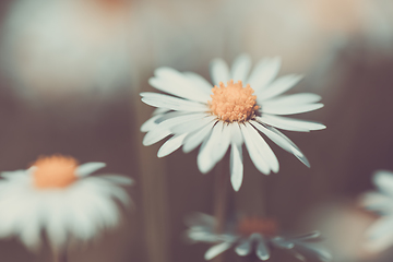 Image showing small spring daisy flower