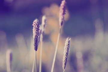 Image showing spring background with grass on meadow