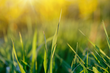 Image showing spring background with grass on meadow