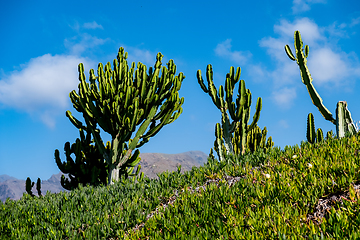 Image showing beautiful cactus plants over blue sky background