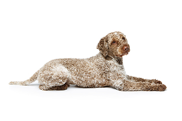 Image showing beautiful lagotto romagnolo dog on white background