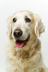 Image showing beautiful adult golden retriver dog on white background